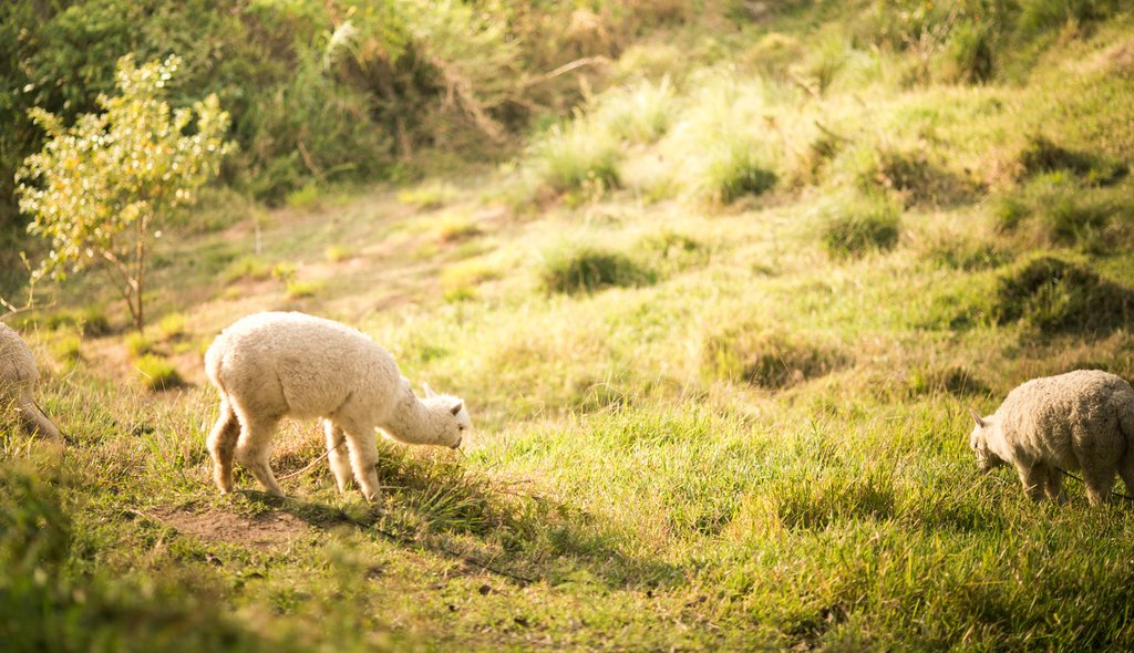 Calm and serenity in the fields of northern Peru.