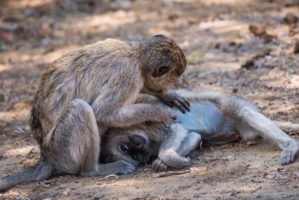 Two Vervet Monkey in Bwabwata National Park, Mahango