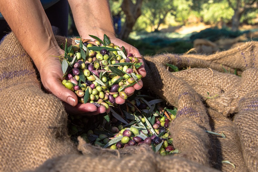 Harvesting fresh olives