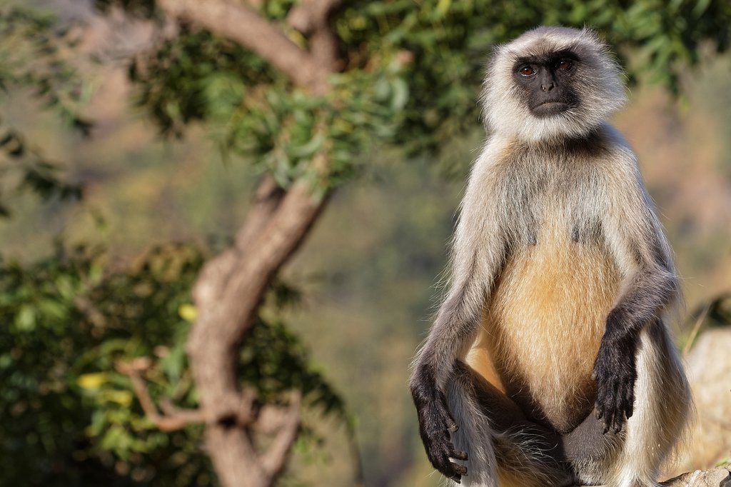 Langur monkeys are a common sighting