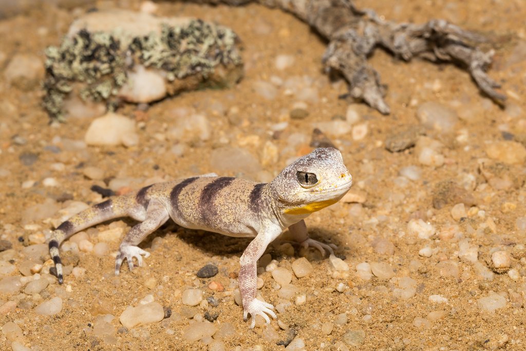 Barking Gecko  in the Namib Desert