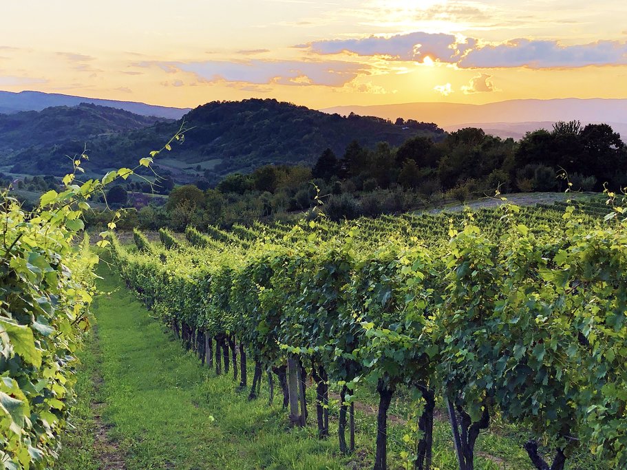 Croatia - Drškovci's vine-striped slopes of the Požega Basin in Slavonia