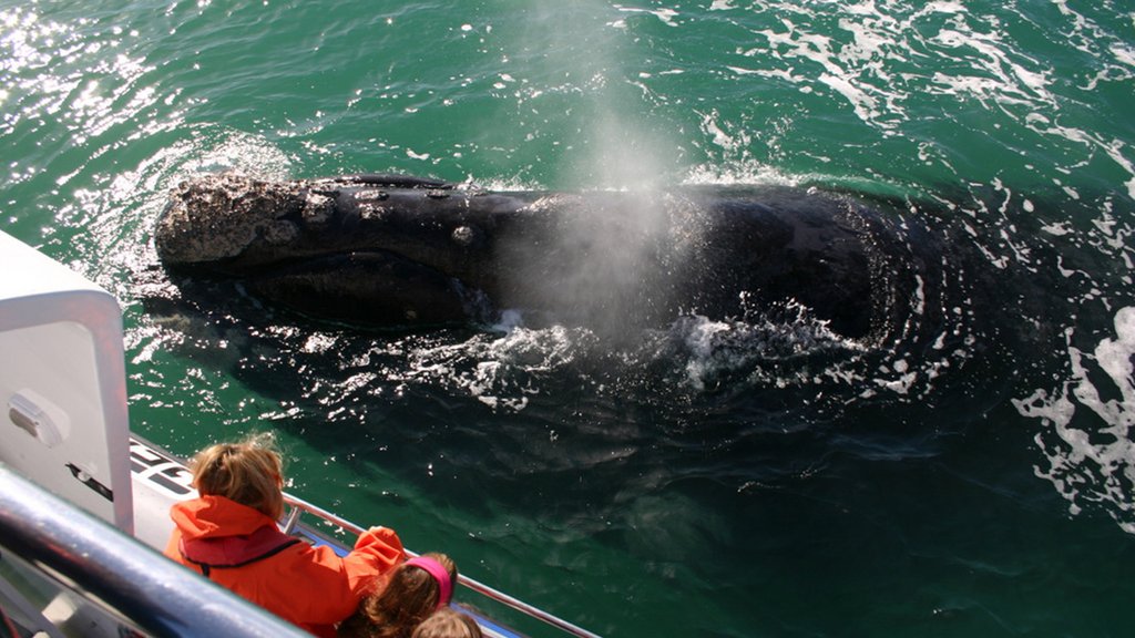 Close encounters of the whale kind