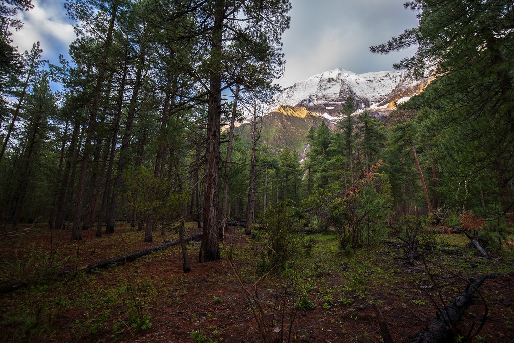 A forest in Dolpo