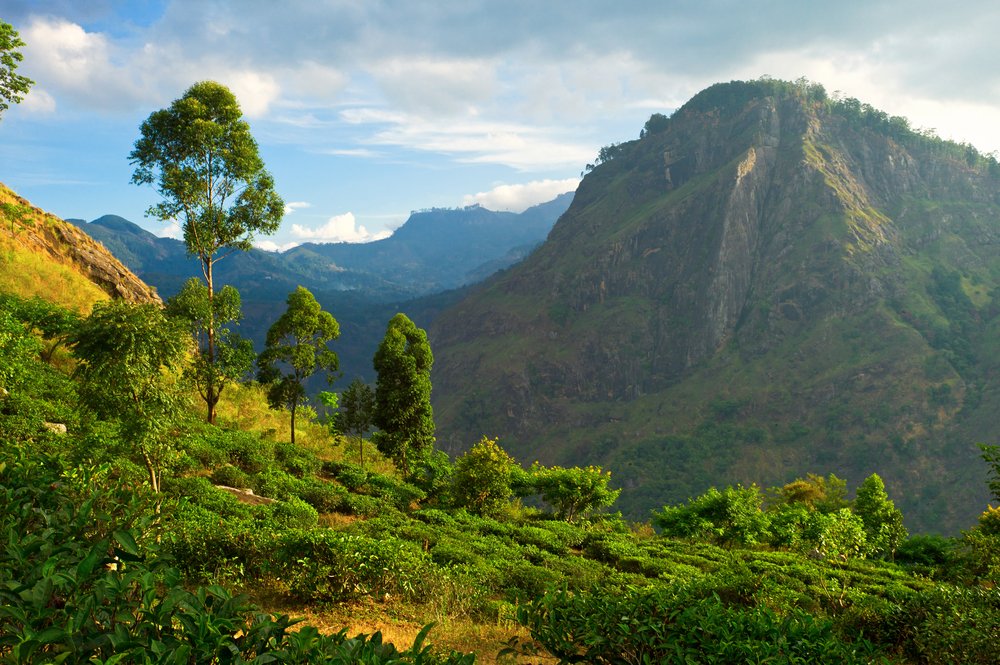 Sri Lankan jungle scenery