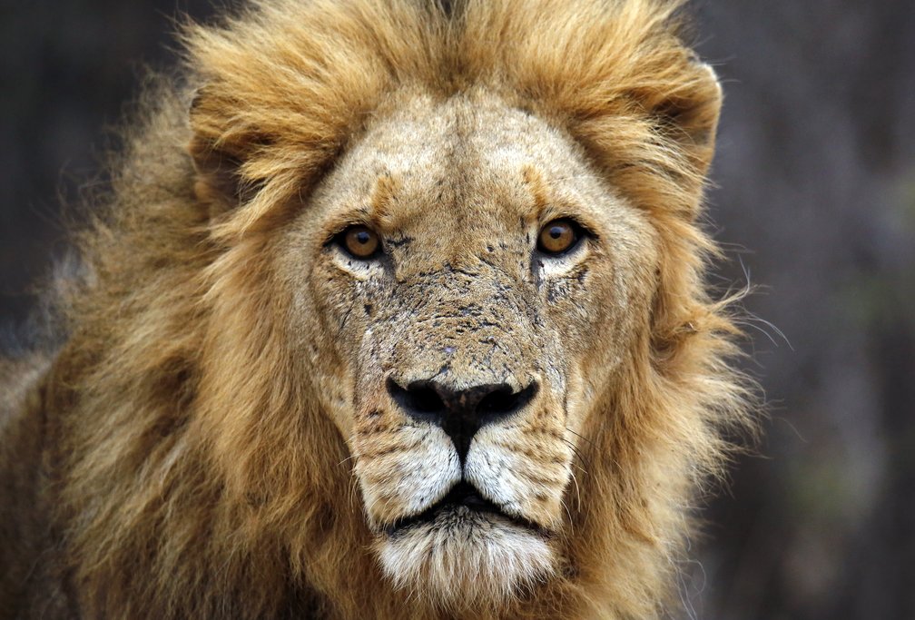 Male lion at Balule Nature Reserve