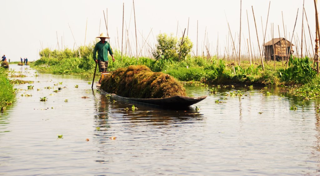 Floating gardens