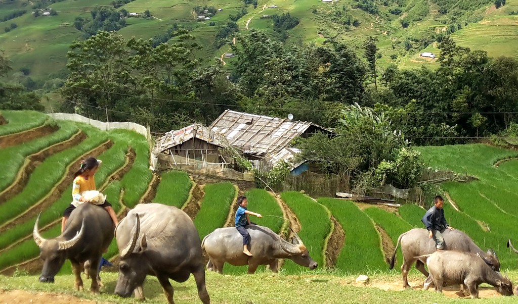 Farmers tending their buffalo
