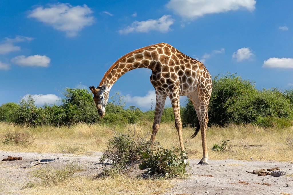 Safari Giraffe preparing to eat in Chobe National Park
