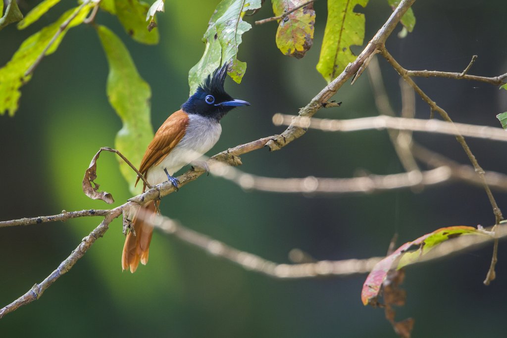 Asian Paradise Flycatcher, Bundala National Park