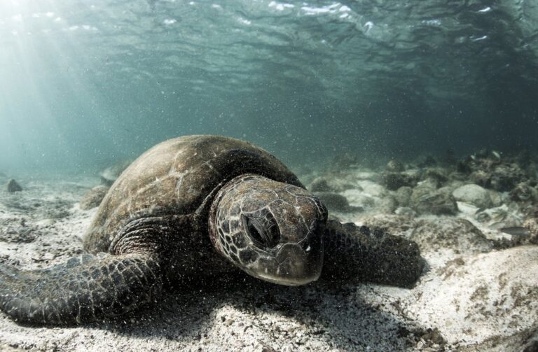 Galapagos Islands In November Travel Tips Weather And More