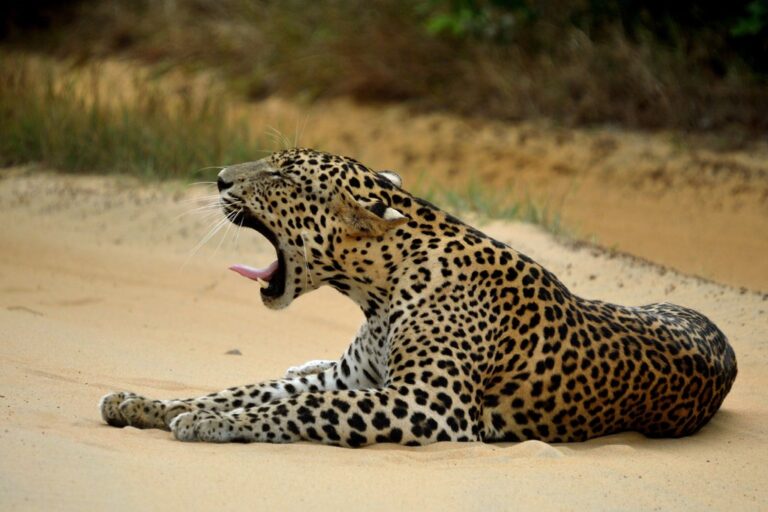 Best of Sri Lanka's Wildlife - 7 Days