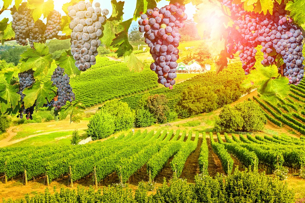 Grapes in Cape Winelands