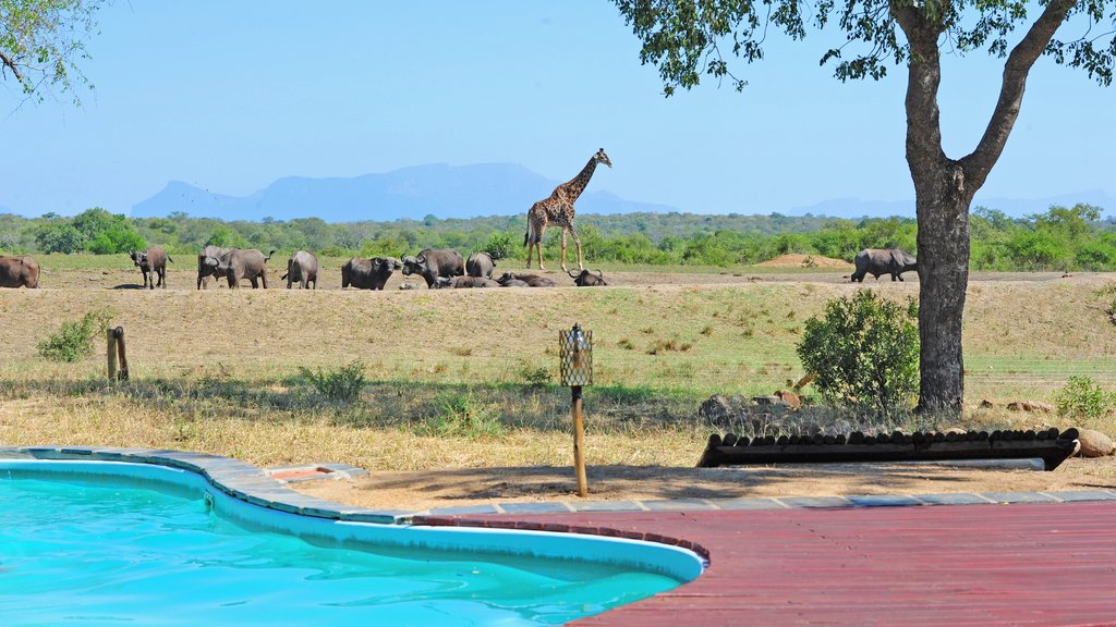 Take a dip in the pool while watching wildlife