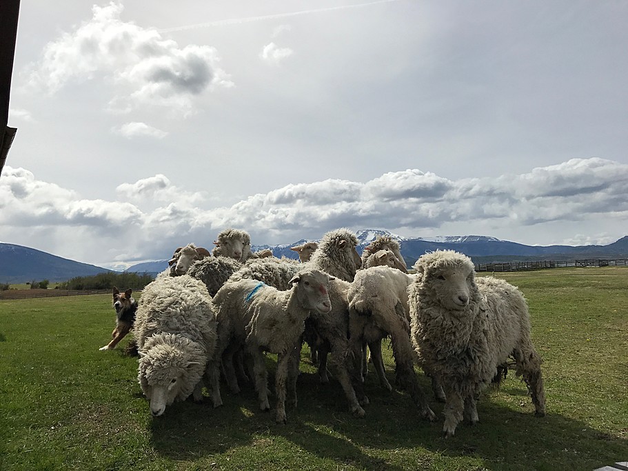 A day on the estancia
