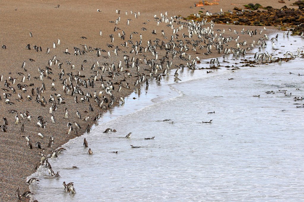 A Magellanic penguin colony at Punta Tombo, Patagonia