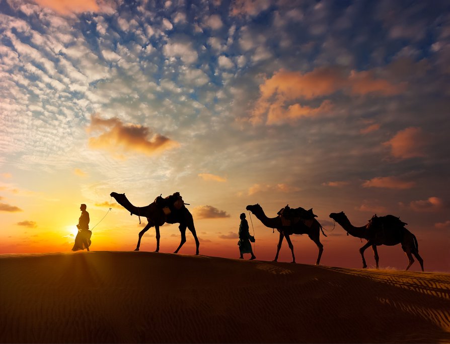 Camel Safari