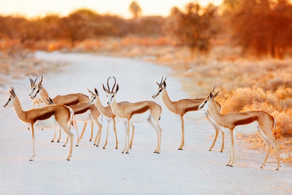 Why did the springbok cross the road?