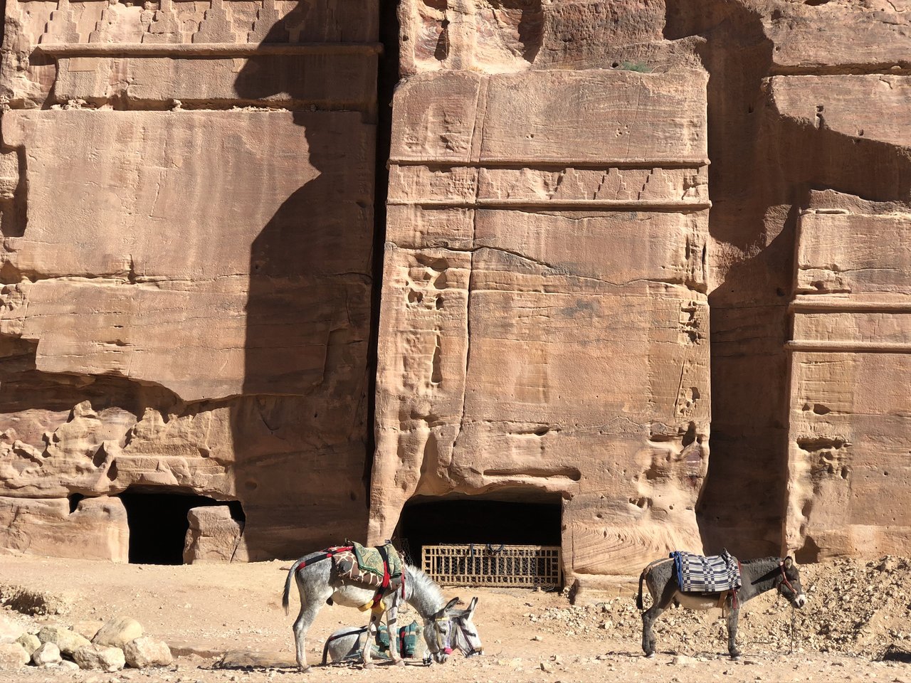 Local donkeys in Petra