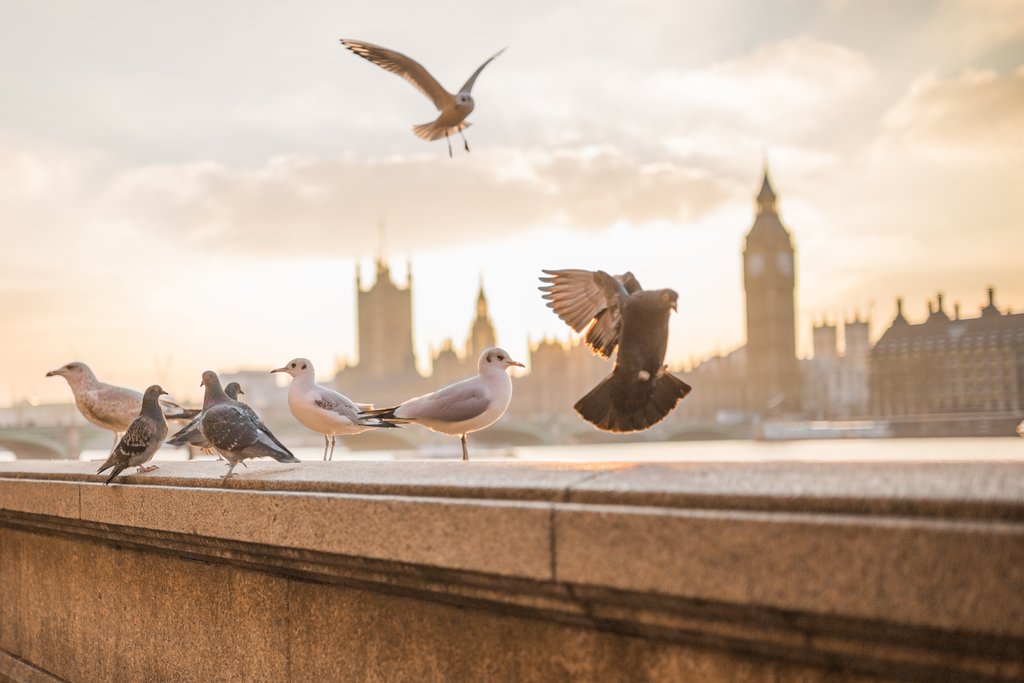 Views of Parliament from the Thames