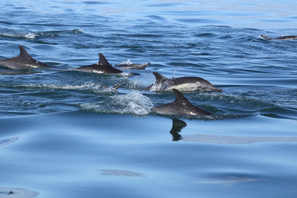 Wild Dolphins & Snorkeling at Los Arcos