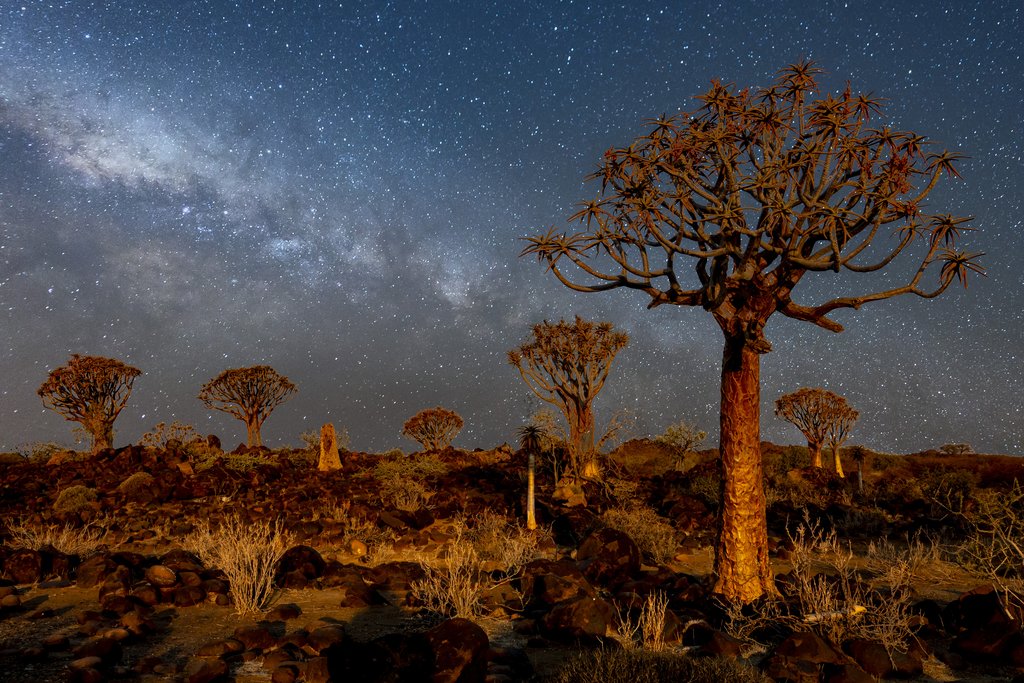 Stargazing in the quiver tree forest