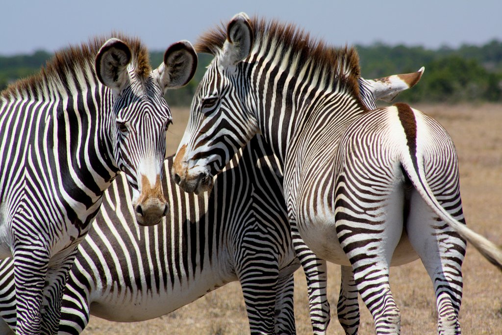 Look for zebras on this morning's game drive