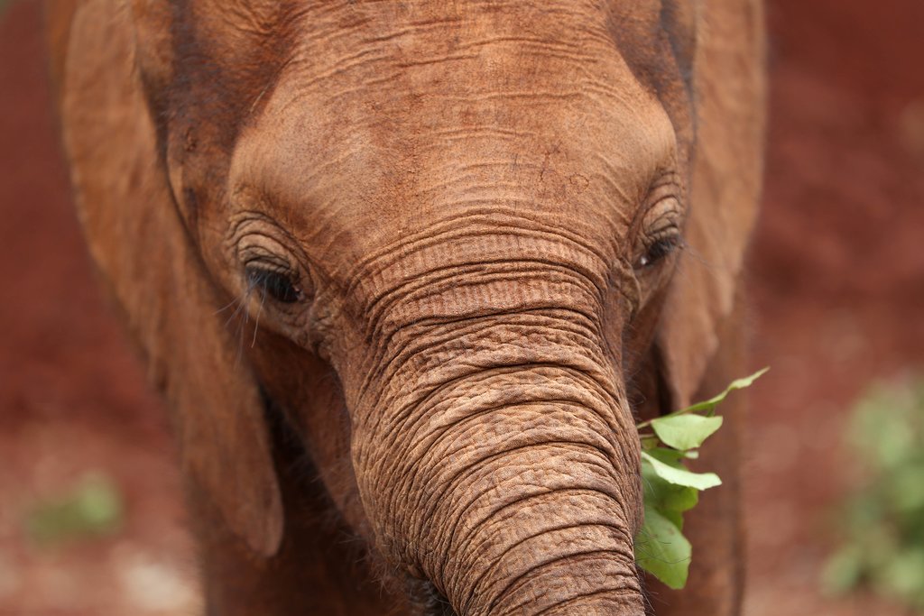 David Sheldrick Wildlife Trust Elephant Orphanage