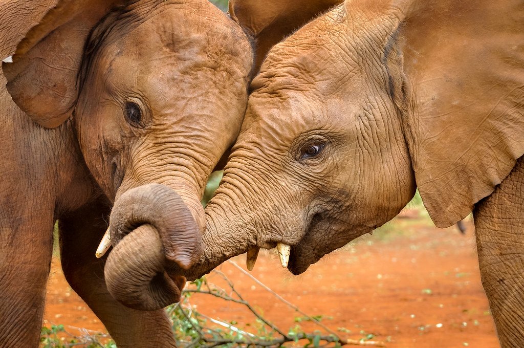 Nairobi's elephant orphanage