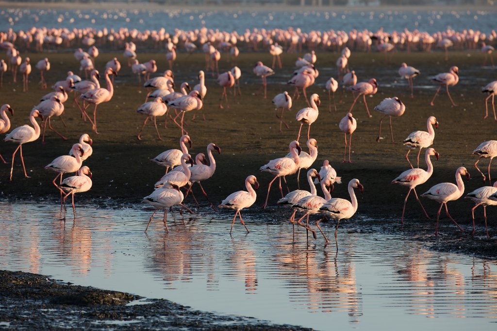 Flamingos in Swakopmund, Namibia