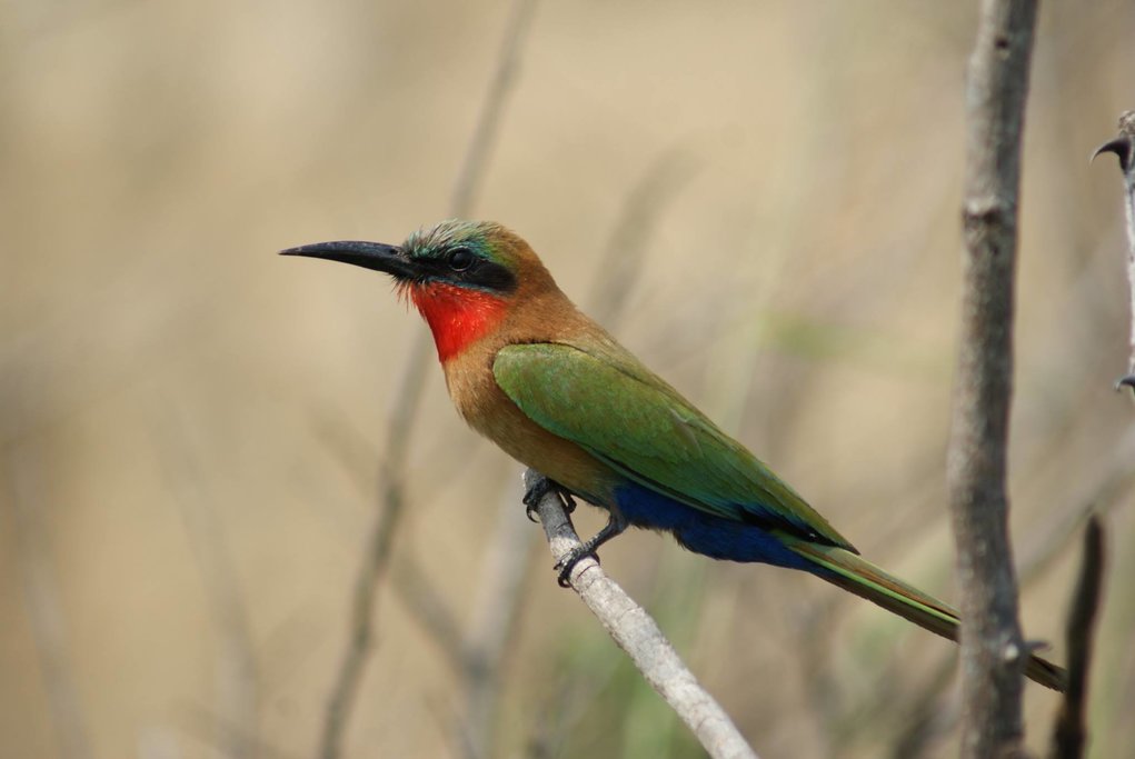 A red-throated bee-eater