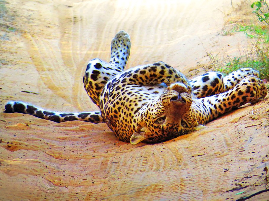 Leopard in Wilpattu