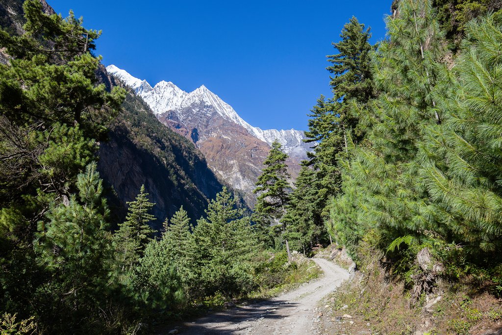 Pristine forests on the way to Pothana