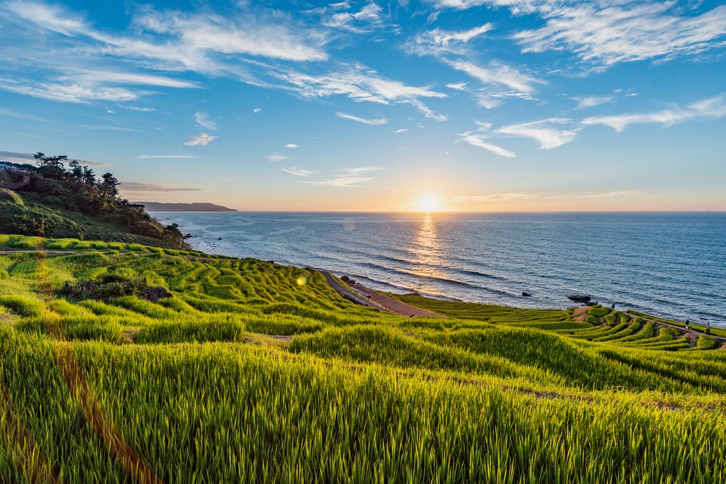 Terraced Rice Fields in Japan