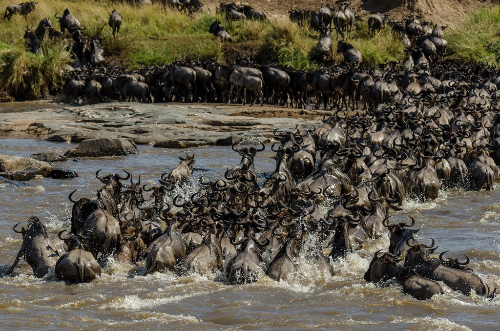 Wildebeest hastily cross the Mara River