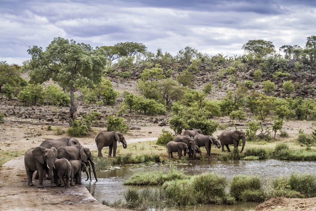 Elephants in Kruger National Park
