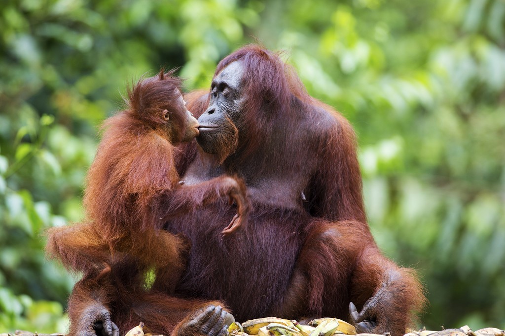 Orangutans