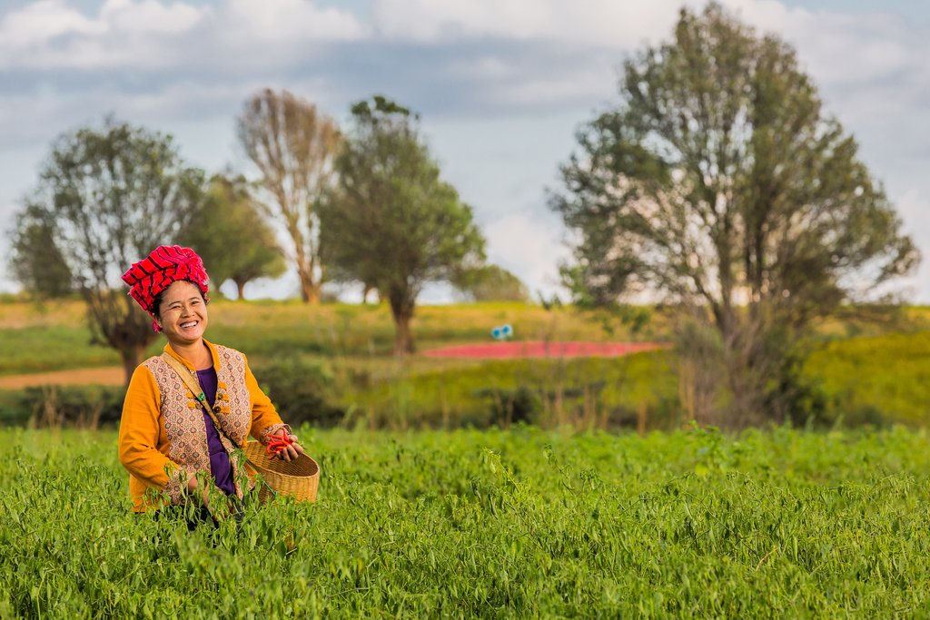 A woman harvesting red chili near Kalaw, Myanmar