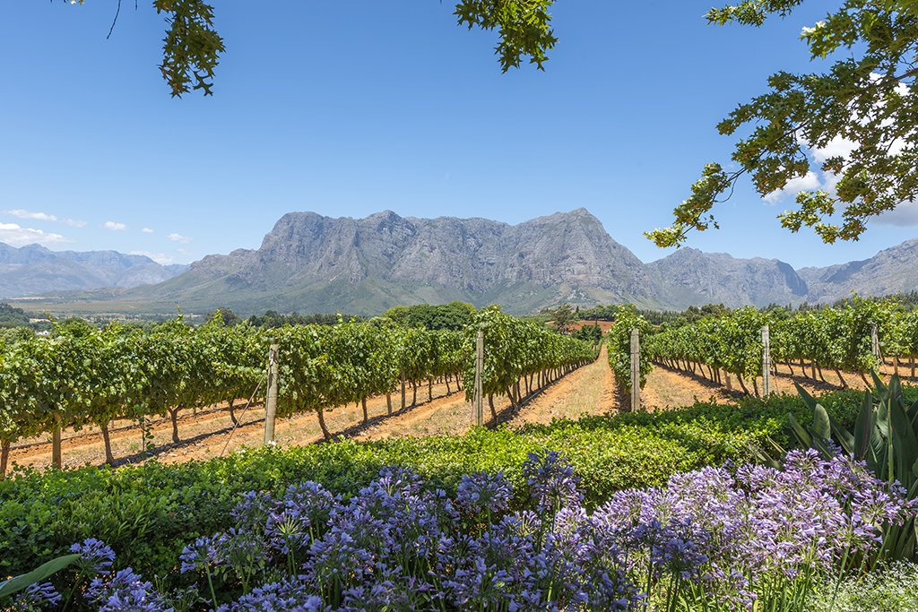 Cape Town wine lands