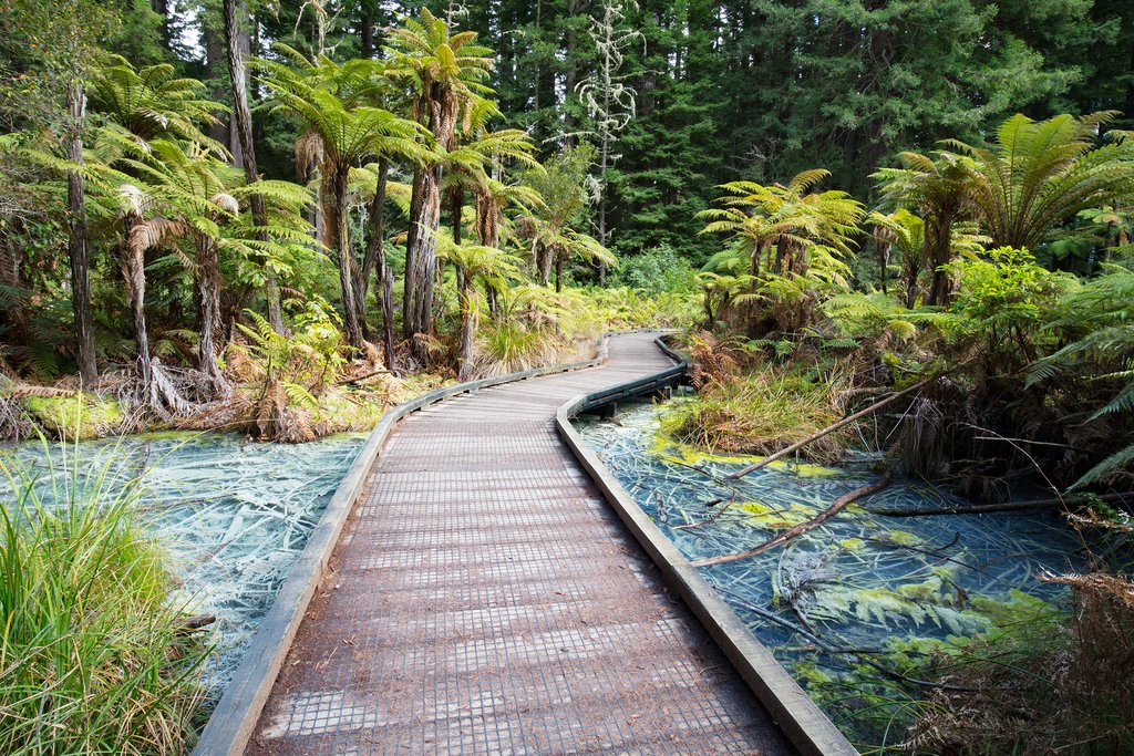 Whakarewarewa Forest, Rotorua, New Zealand