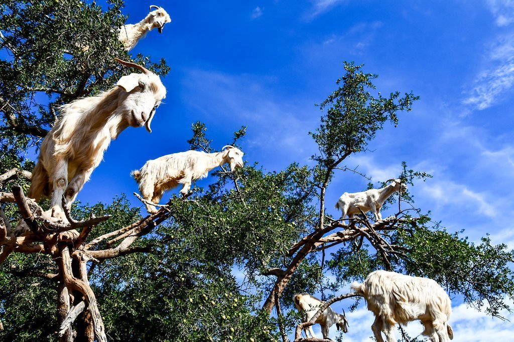 Goats in the branches of Argan trees en route to Essaouira