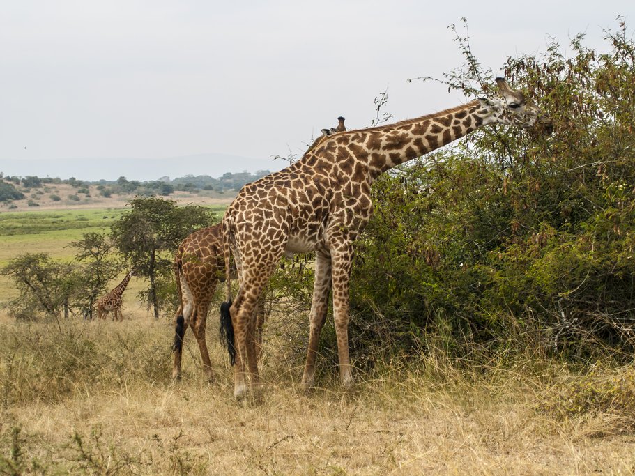 Giraffes in the park