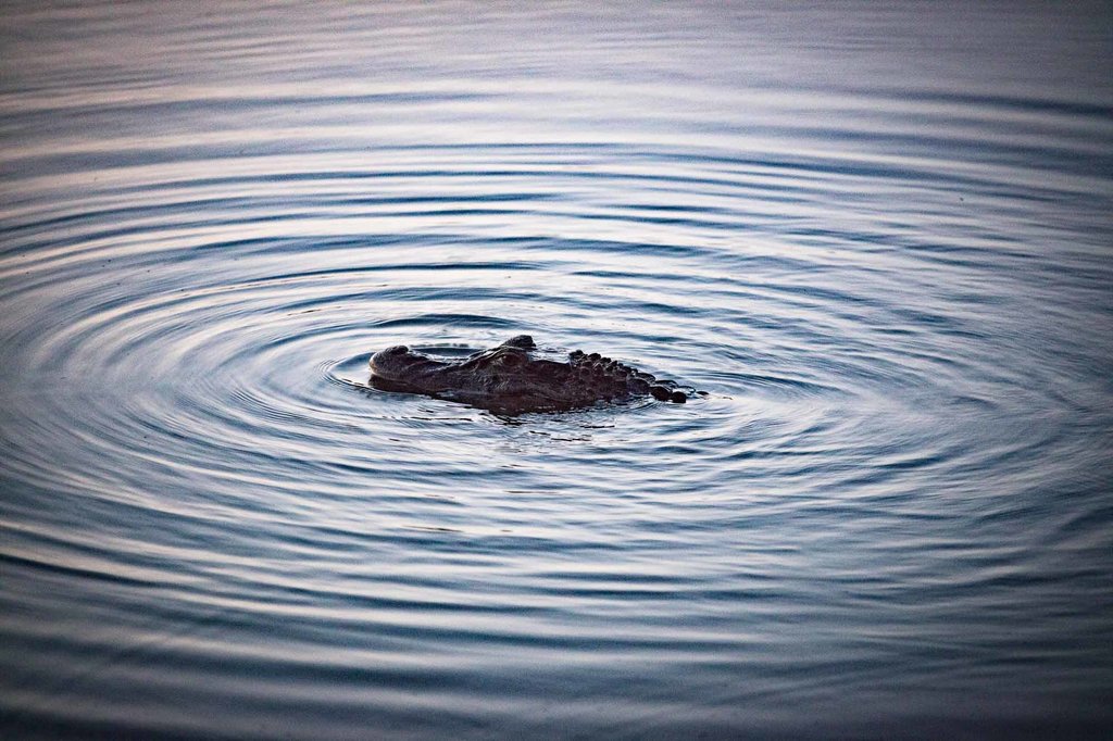 A crocodile keeps a wary eye out