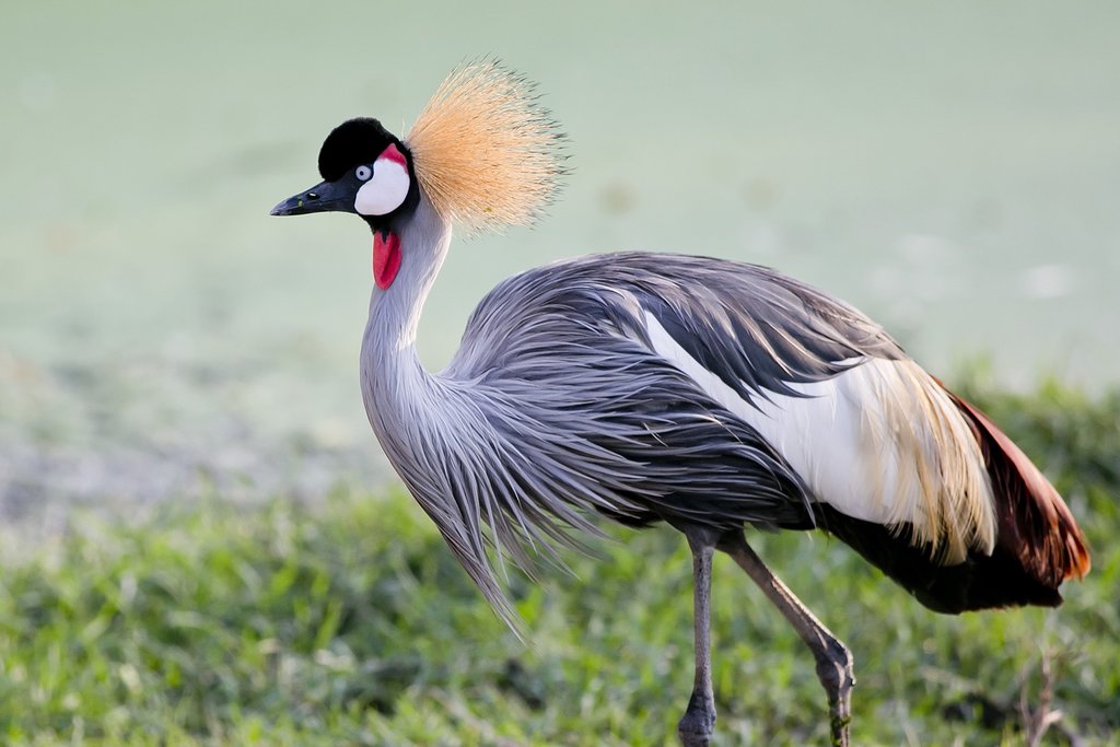Introduction to Uganda