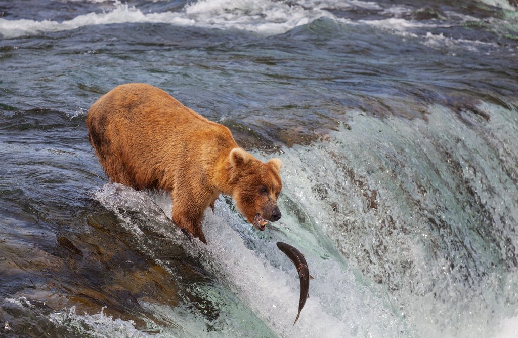 Brown bear fishing in Katmai National Park