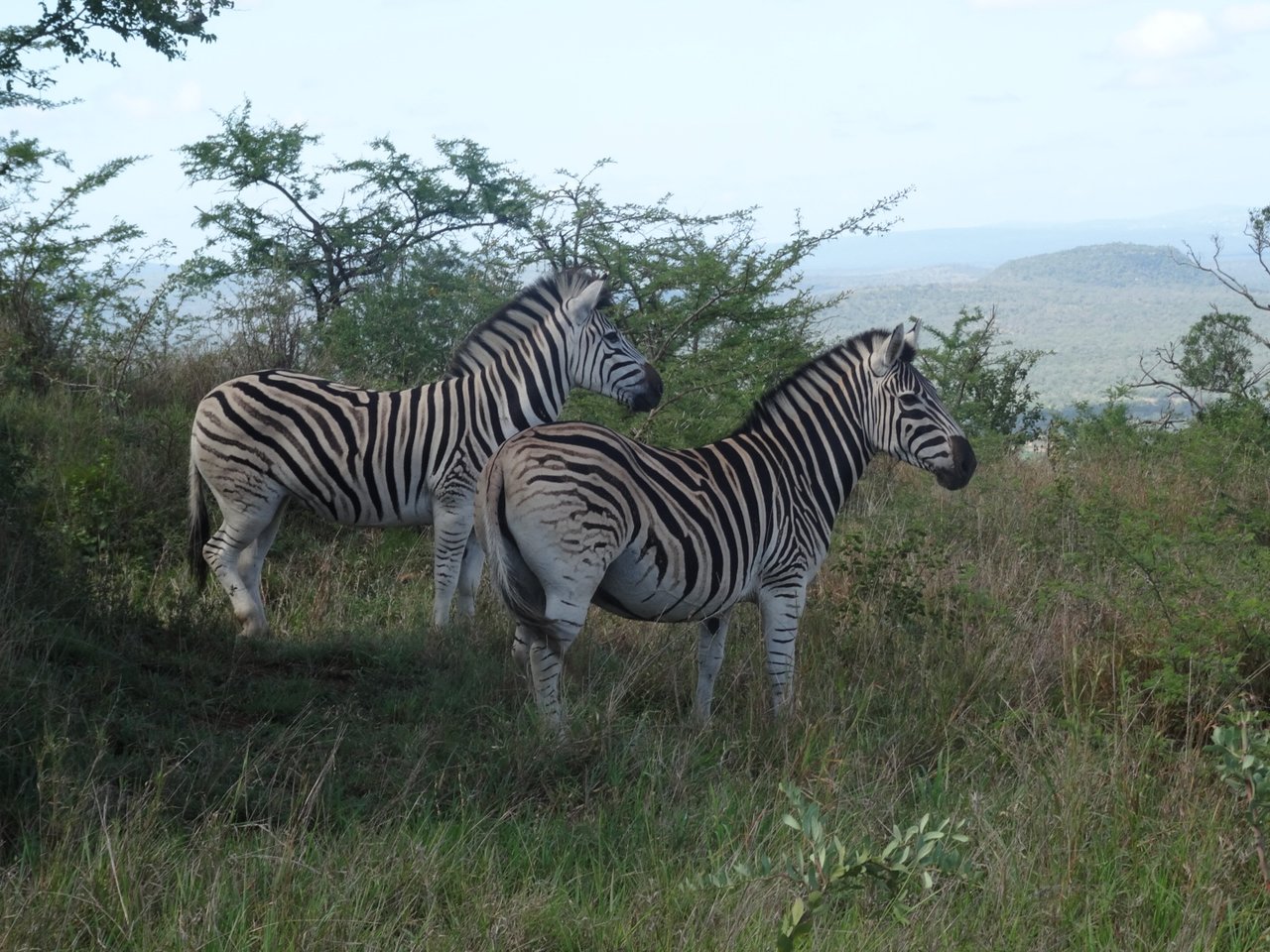 Find zebras in South Africa