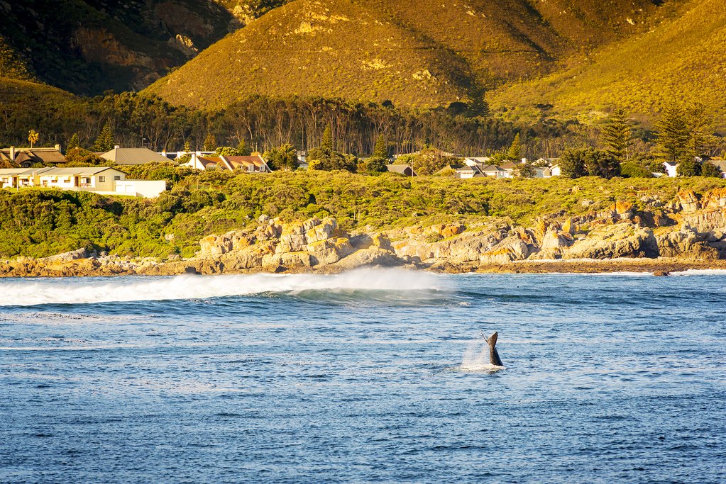 Whale Watching Near Hermanus