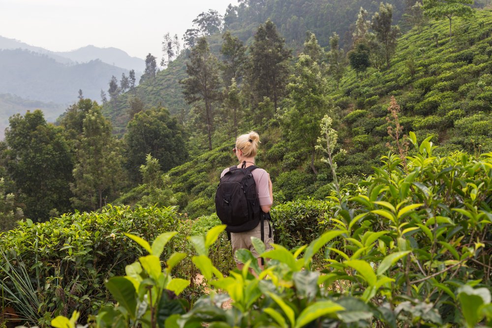 Hiking in tea country