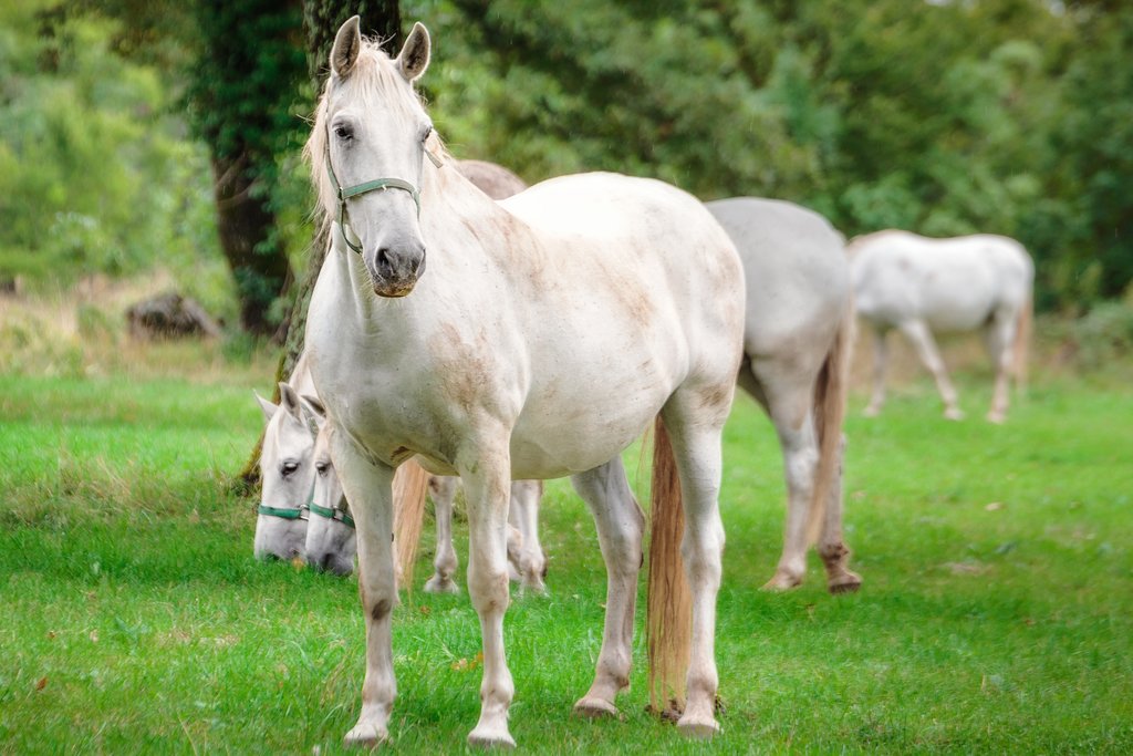Lipizzan horses in Lipica