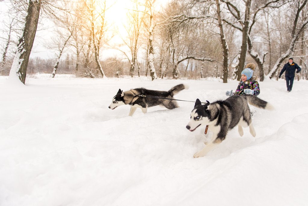 Dog sledding, Lapland